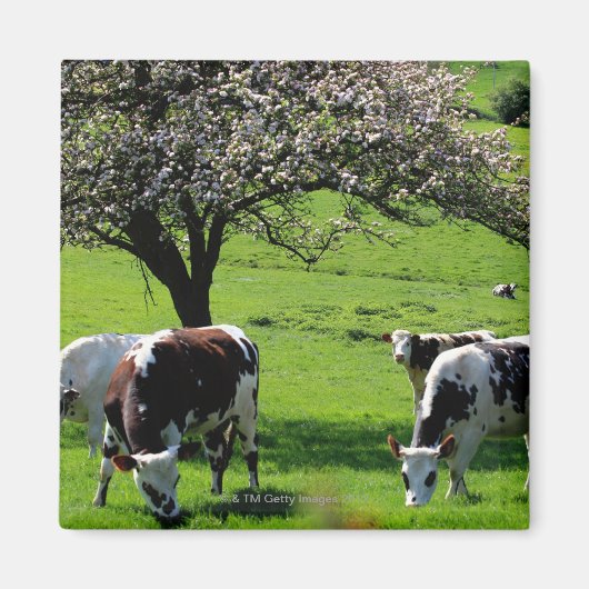 Aimant Vache parmi les pommiers en fleurs en Normandie (Devant)