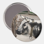 Aimant Vache pustérile (Recto/Verso)