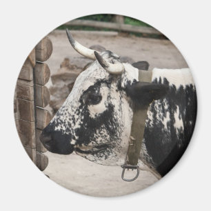 Aimant Vache pustérile