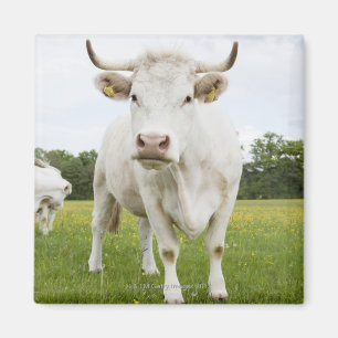 Aimant Vache se tenant dans le domaine herbeux