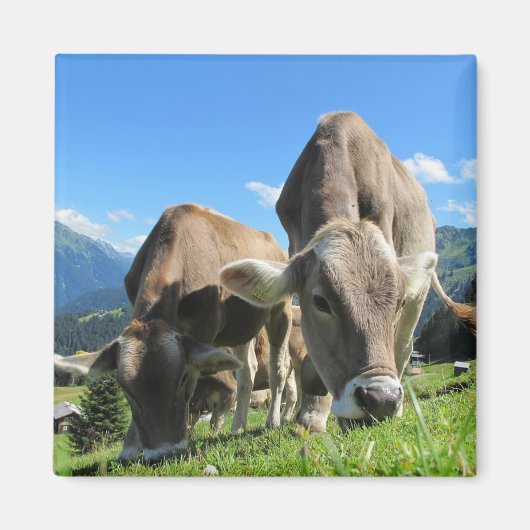 Aimant Vaches (Devant)