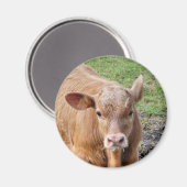 AIMANT VACHES (Recto/Verso)