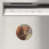 Aimant vaches (In Situ (Lave-vaisselle))