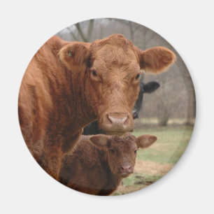 Aimant vaches