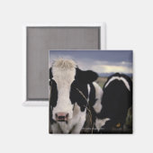 Aimant Vaches 3 (Recto/Verso)