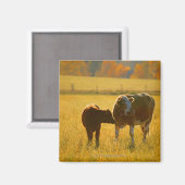 Aimant Vaches au pâturage (Recto/Verso)