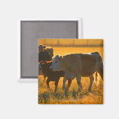 Aimant Vaches au pâturage 2 (Recto/Verso)