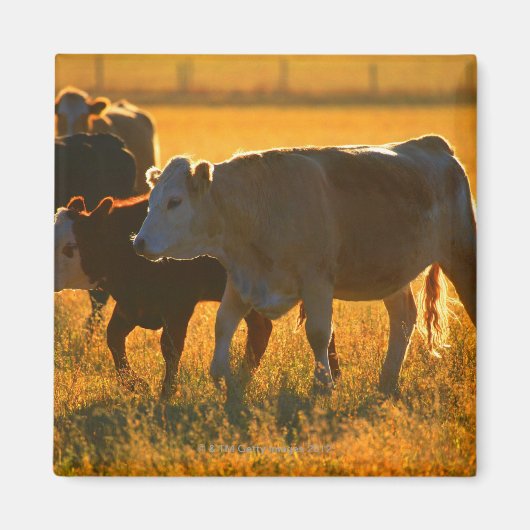 Aimant Vaches au pâturage 2 (Devant)