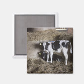 Aimant Vaches dans la grange 3 (Recto/Verso)
