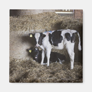 Aimant Vaches dans la grange 3