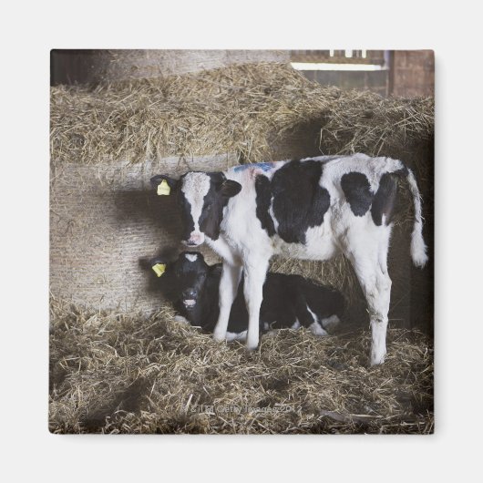 Aimant Vaches dans la grange 3 (Devant)