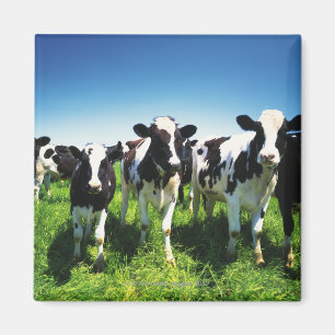 Aimant Vaches dans le domaine, ville de Betsukai,