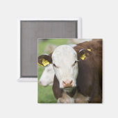 Aimant Vaches dans le pâturage, gros plan (Recto/Verso)
