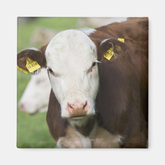Aimant Vaches dans le pâturage, gros plan (Devant)