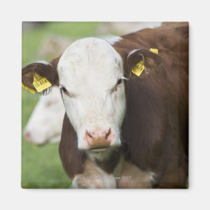 Aimant Vaches dans le pâturage, plan rapproché