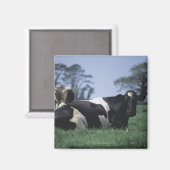 Aimant vaches dans un pâturage (Recto/Verso)