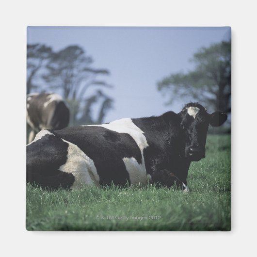 Aimant vaches dans un pâturage (Devant)