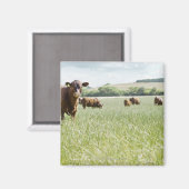 Aimant Vaches debout dans la prairie (Recto/Verso)