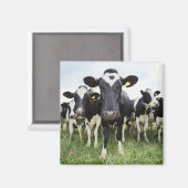Aimant Vaches debout dans une rangée regardant la caméra (Recto/Verso)