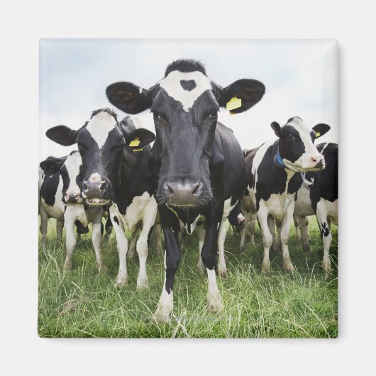 Aimant Vaches debout dans une rangée regardant la caméra (Devant)