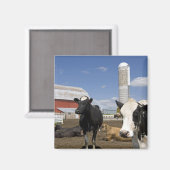 Aimant Vaches devant une grange rouge et un silo dans une (Recto/Verso)