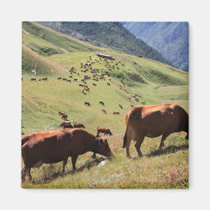Aimant vaches en vallée de Tarentaise - course de Tarine