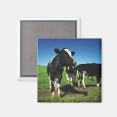 Aimant Vaches Holstein dans un champ (Recto/Verso)