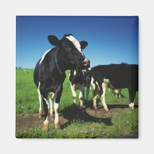 Aimant Vaches Holstein dans un champ (Devant)