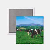 Aimant Vaches Holstein-Friesian près de Borris, Comté (Recto/Verso)