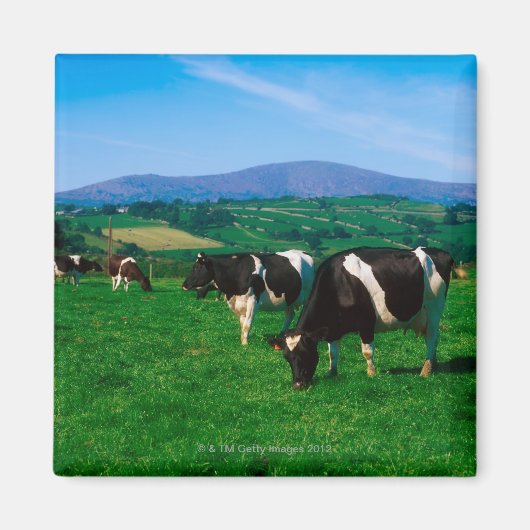 Aimant Vaches Holstein-Friesian près de Borris, Comté (Devant)