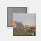 Aimant Vaches laitières Holstein à l'extérieur d'une gran (Recto/Verso)