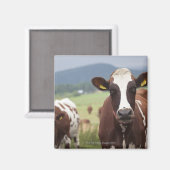 Aimant Vaches pâturantes (Recto/Verso)