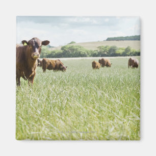 Aimant Vaches se tenant dans le pré
