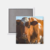 Aimant Vaches sur la ferme (Recto/Verso)