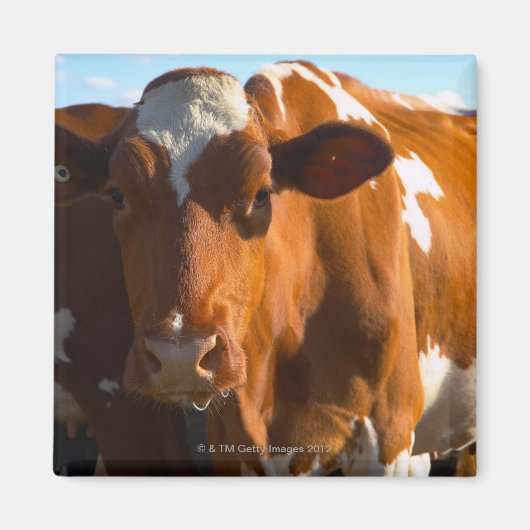 Aimant Vaches sur la ferme (Devant)