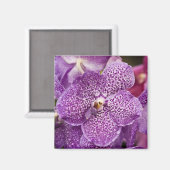 Aimant Vanda Orchid (Recto/Verso)