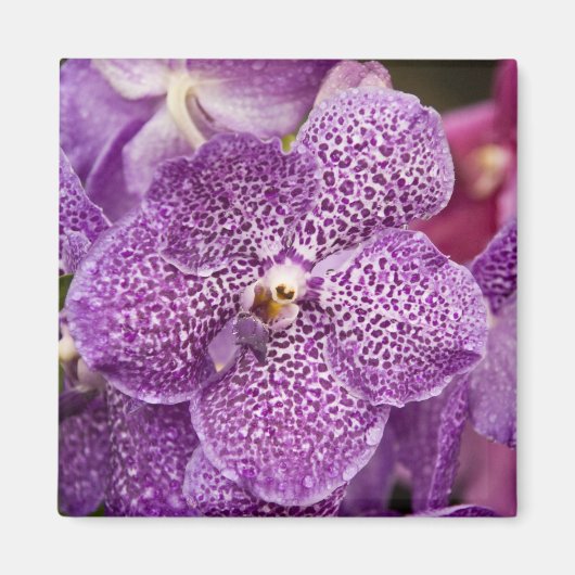 Aimant Vanda Orchid (Devant)