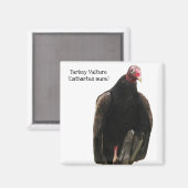 Aimant Vautour de Turquie (Recto/Verso)