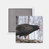 Aimant Vautour de Turquie (Recto/Verso)