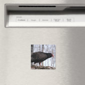 Aimant Vautour de Turquie (In Situ (Lave-vaisselle))