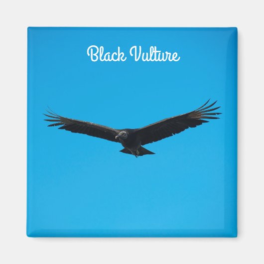 Aimant Vautour noir (Devant)