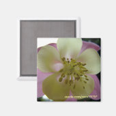 Aimant veduta (Recto/Verso)