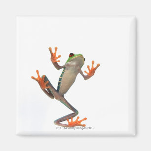 Aimant Ventre de grenouilles
