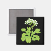 Aimant Vénus Flytrap (Recto/Verso)