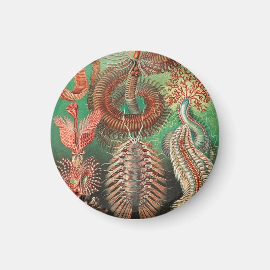Aimant Vers, Annélides Chaetopoda par Ernst Haeckel (Devant)