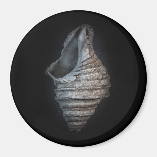 Aimant Version couleur Shells No 6 (Devant)