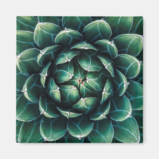 Aimant Vert et blanc Succulent (Devant)