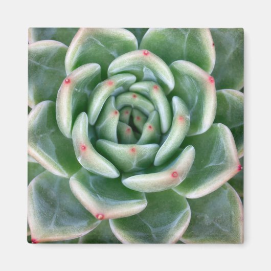 Aimant Vert rouge pourri Succulent (Devant)