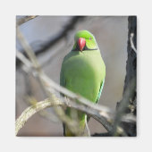 Aimant vert vif (Devant)