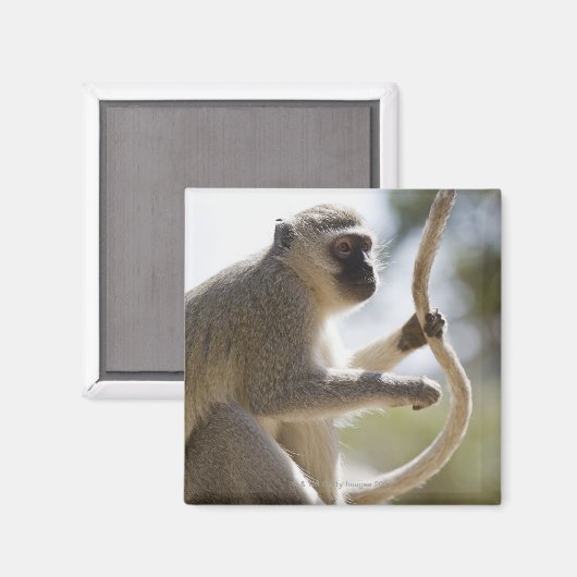 Aimant Vervet singe tenant la queue (Recto/Verso)